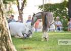 650A2285 Lipizzaner im Burggarten Foto Pfluegl 160719